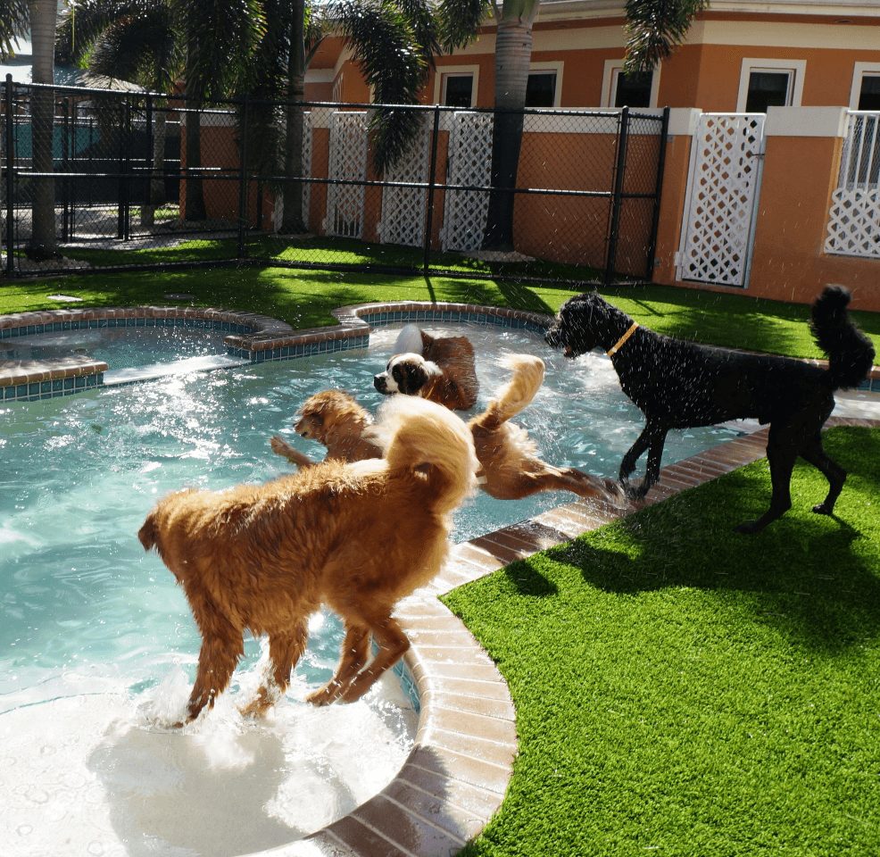 Our artificial turf is incredibly dog-friendly and is used at many Humane Society locations by professional pet boarders in dog runs.