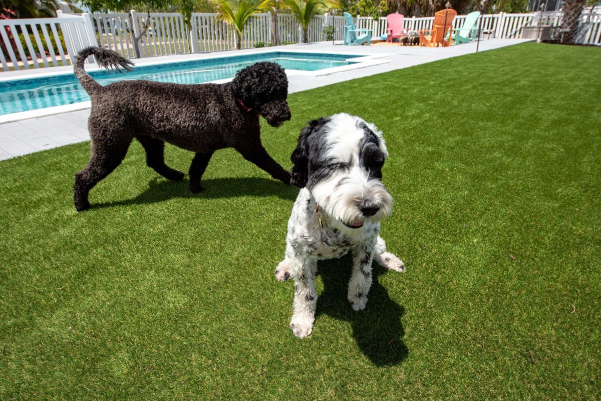 Artificial turf is good for your pets