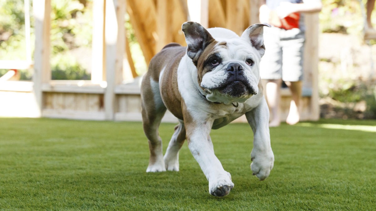 English bulldog running on artificial turf