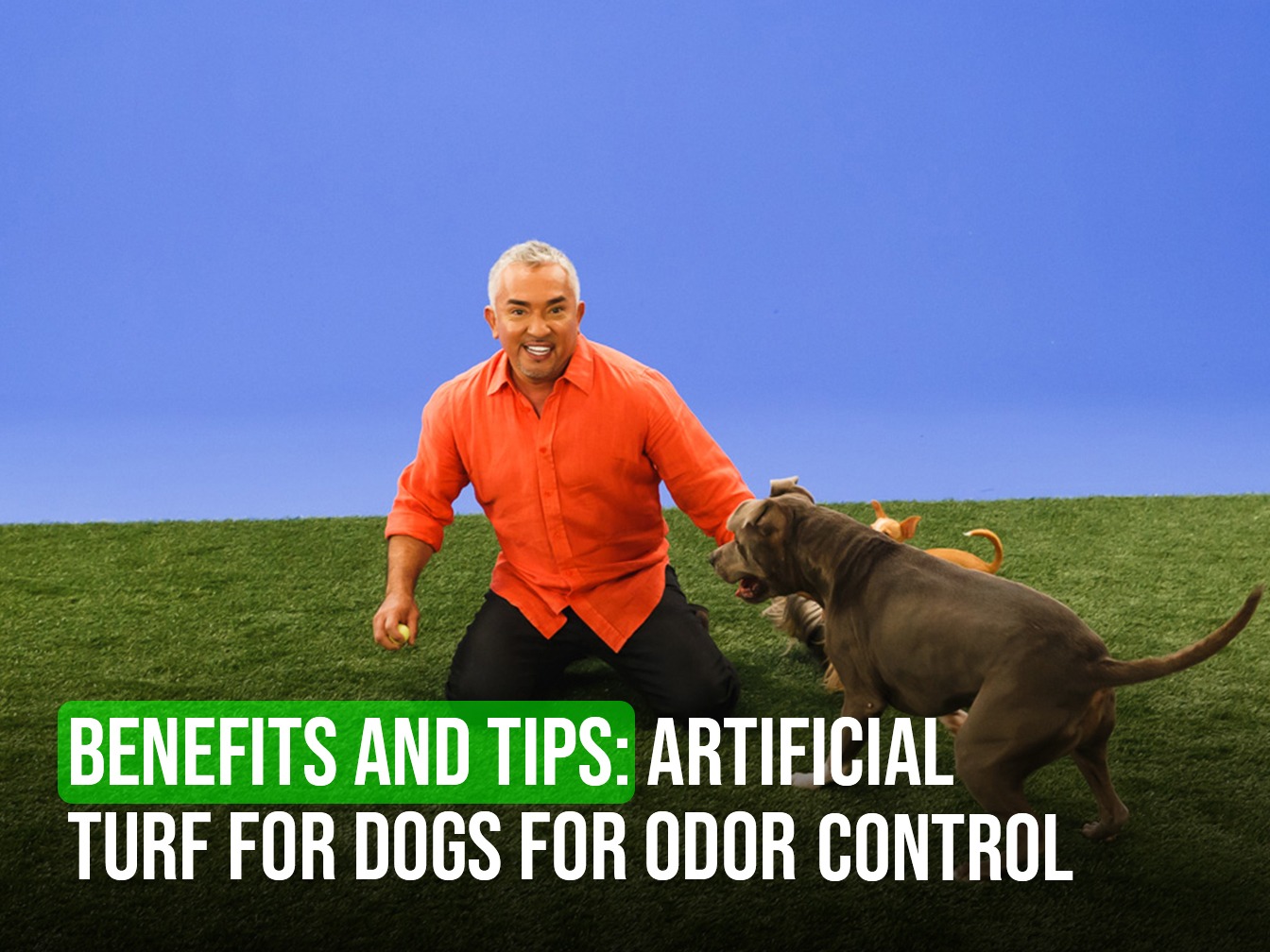 How Does Artificial Turf for Dogs Stay Odor-Free? Plus Cleanup Tips for Pet Bathroom Spots