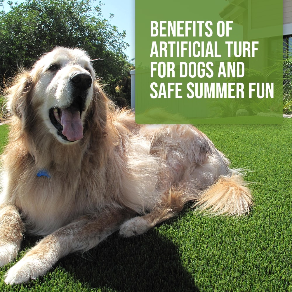 Benefits of Artificial Turf for Dogs and Safe Summer Fun-ft1