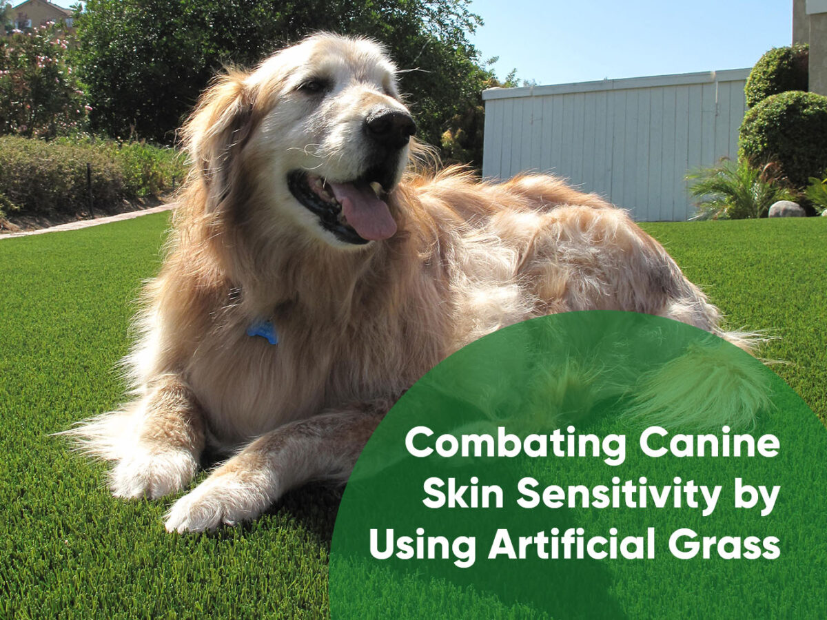 Combating Canine Skin Sensitivity by Using Artificial Grass -ft5