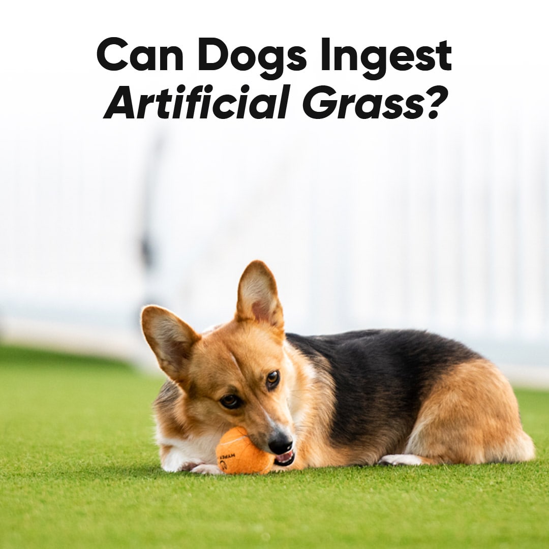 Can Dogs Ingest Artificial Grass - FieldTurfLandScape 2