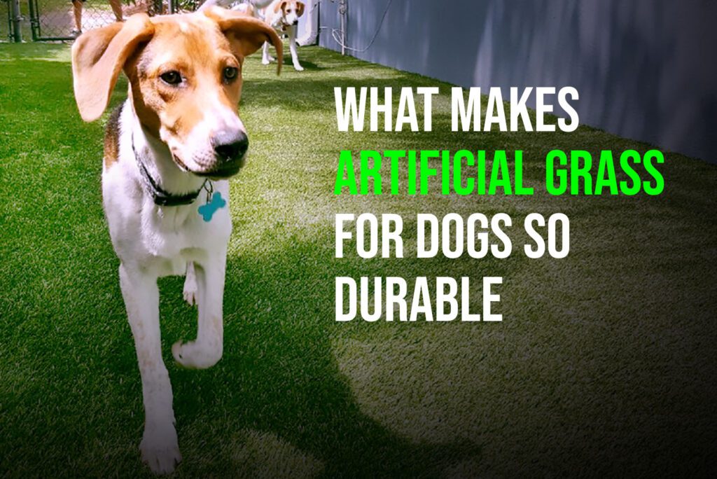 What Makes Artificial Grass for Dogs So Durable - fieldturf 1
