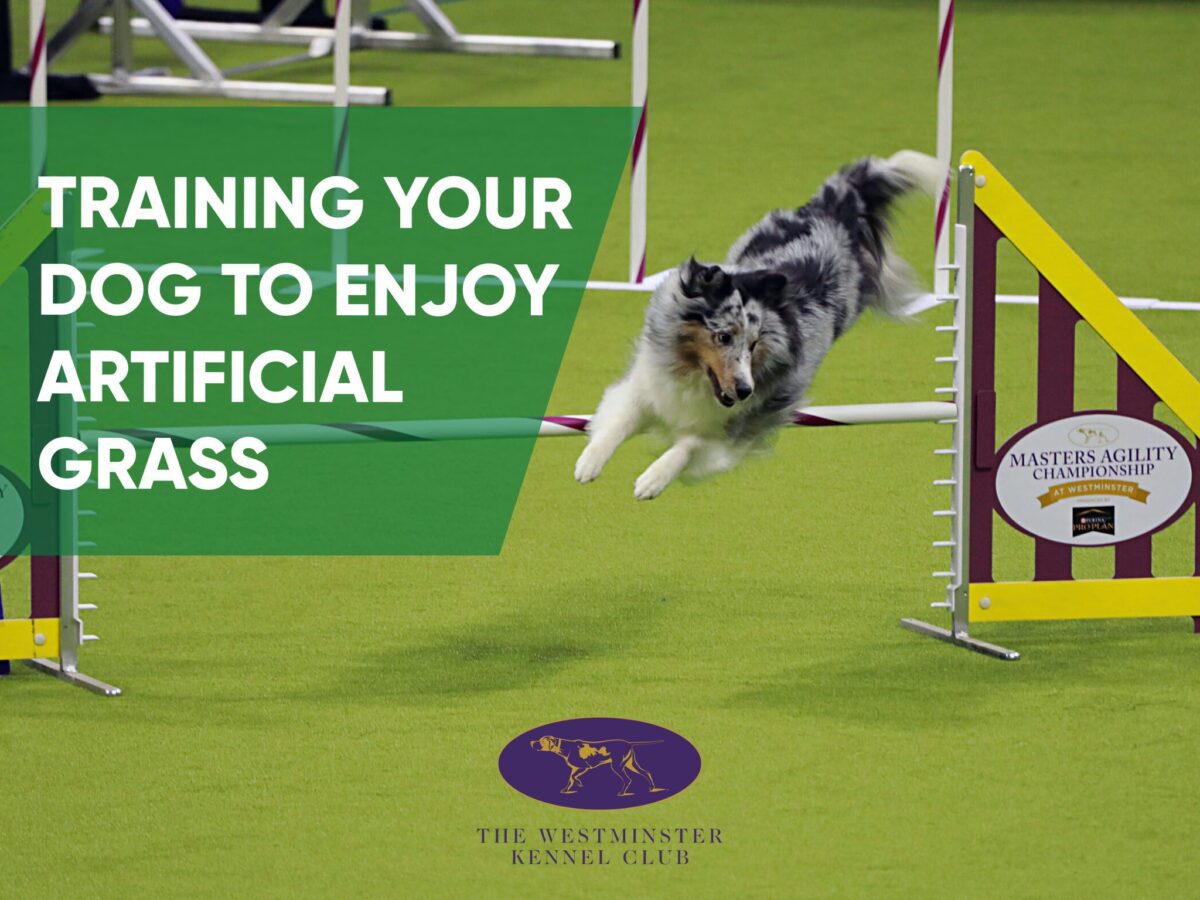 Training Your Dog to Enjoy Artificial Grass - fieldturf 4