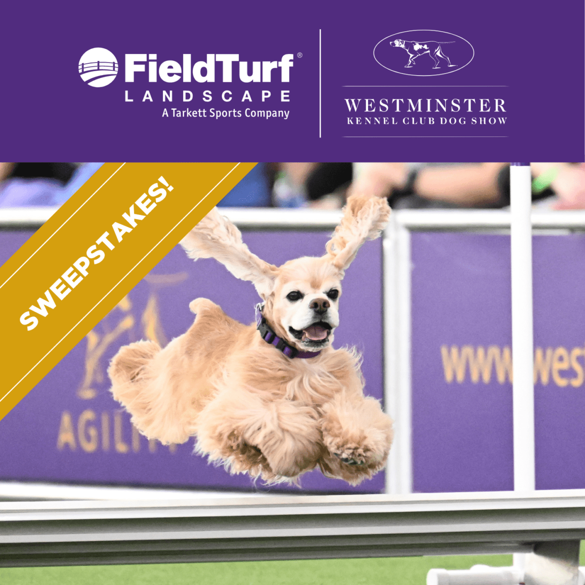 Sweepstakes. Dog running on turf with the FieldTurf Landscape logo and Westminster Kennel Club logo