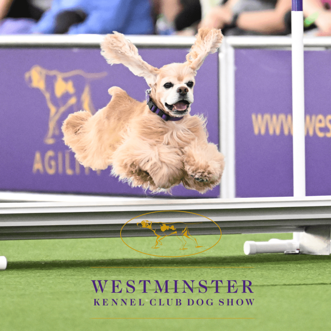 Dog Running on Turf with the Westminster Kennel Club logo imposed