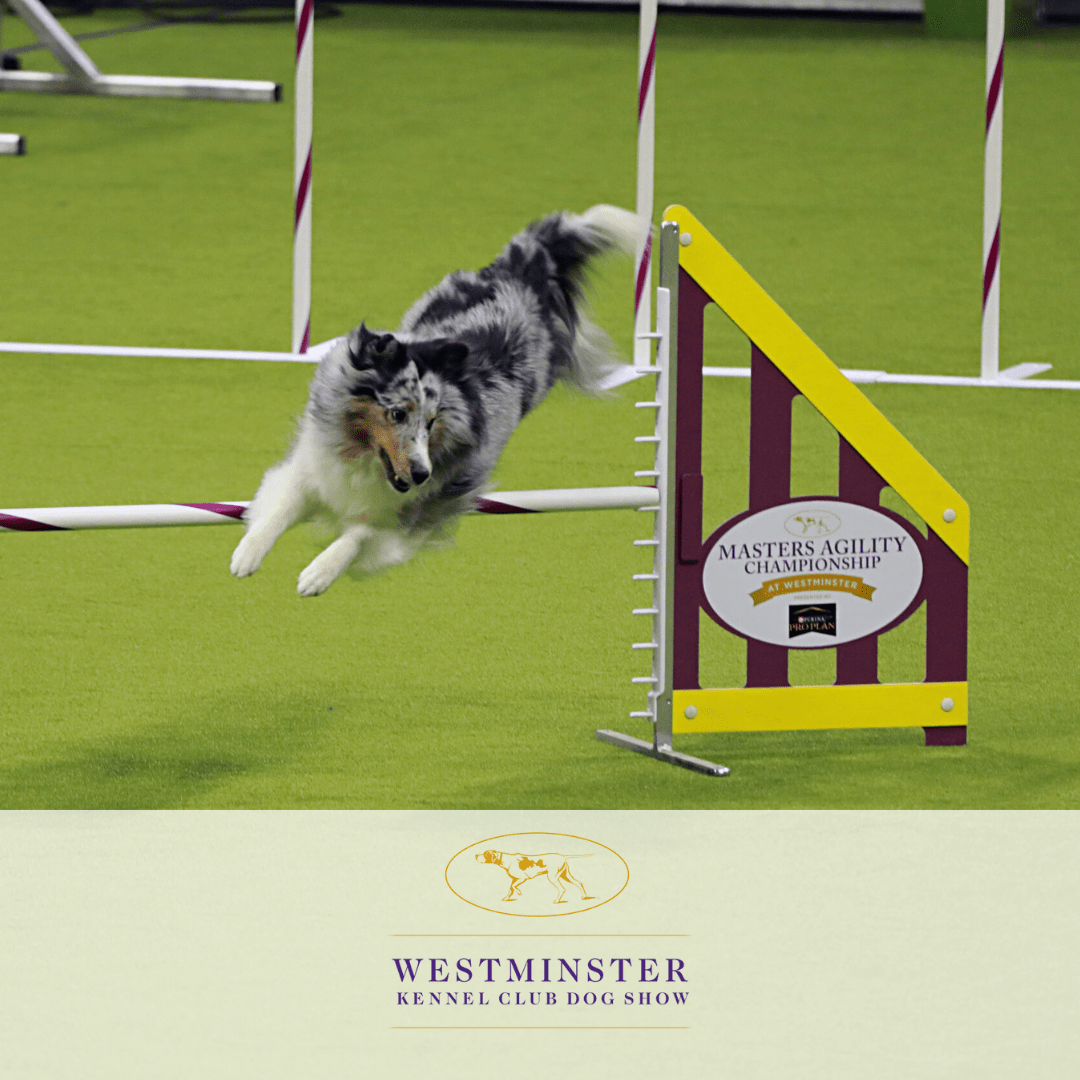 Dog running an agility course at the Westminster kennel club show on Fieldturf